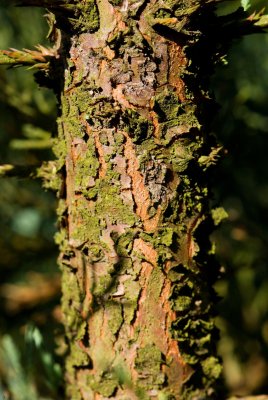 Sequoiadendron giganteum 'Glaucum' - sekvojovec obrovský - borka